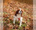 Small Photo #5 Cavalier King Charles Spaniel Breeder Profile in JACKSON, OH, USA