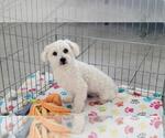 Small Photo #1 Papitese Breeder Profile in ORO VALLEY, AZ, USA