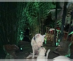 Small Photo #1 Dogo Argentino Breeder Profile in MIAMI, FL, USA
