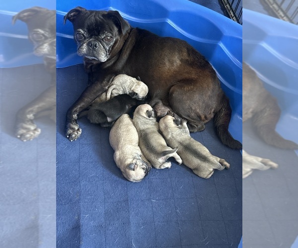Medium Photo #1 Pug Breeder Profile in LUMBER BRIDGE, NC, USA