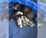 Small Photo #1 Pug Breeder Profile in LUMBER BRIDGE, NC, USA