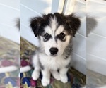 Small Photo #12 Golden Pyrenees-Siberian Husky Mix Breeder Profile in HICKORY, NC, USA