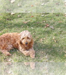 Mother's photo