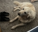 Small Photo #9 English Cream Golden Retriever Breeder Profile in PLYMOUTH, CA, USA