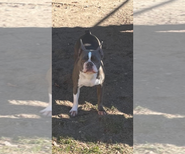 Medium Photo #3 Boston Terrier Breeder Profile in HOWELL, NJ, USA