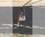 Small Photo #3 Boston Terrier Breeder Profile in HOWELL, NJ, USA