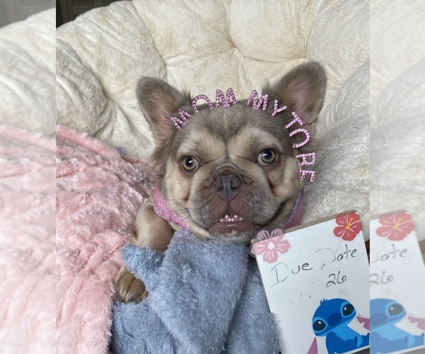 Medium Photo #1 French Bulldog Breeder Profile in MAPLE GROVE, MN, USA