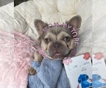 Small Photo #1 French Bulldog Breeder Profile in MAPLE GROVE, MN, USA