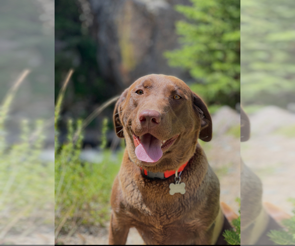 Medium Photo #1 Labrador Retriever Breeder Profile in BILLINGS, MT, USA