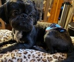Small Photo #1 Shih Tzu Breeder Profile in BLUFFTON, SC, USA