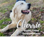 Small Photo #2 English Cream Golden Retriever Breeder Profile in NACOGDOCHES, TX, USA