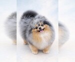 Small Photo #1 Pomeranian Breeder Profile in BLANCHARD, OK, USA