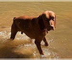 Small Photo #2 Vizsla Breeder Profile in ROYSTON, GA, USA