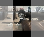 Small Photo #11 Portuguese Water Dog Breeder Profile in BAYTOWN, TX, USA