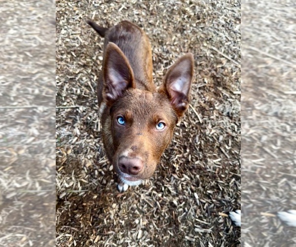 Medium Photo #3 Australian Kelpie-Border Collie Mix Breeder Profile in CAMAS, WA, USA
