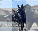 Small Photo #6 Belgian Malinois-Dutch Shepherd Dog Mix Breeder Profile in OAK FOREST, IL, USA