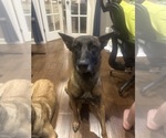 Small Photo #2 Belgian Malinois Breeder Profile in ATHENS, AL, USA