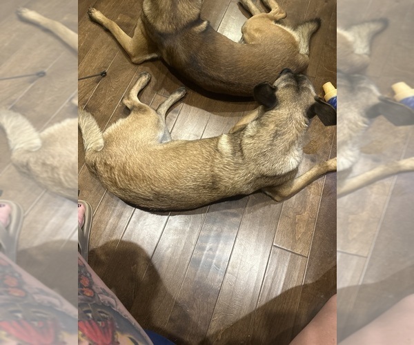 Medium Photo #2 Belgian Malinois Breeder Profile in ATHENS, AL, USA
