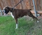 Small Photo #1 Boxer Breeder Profile in VICTORIA, TX, USA