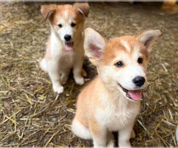 Medium Photo #6 Golden Pyrenees-Siberian Husky Mix Breeder Profile in HICKORY, NC, USA