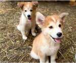 Small Photo #6 Golden Pyrenees-Siberian Husky Mix Breeder Profile in HICKORY, NC, USA