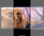 Small Photo #2 Labradoodle Breeder Profile in VALENCIA, CA, USA