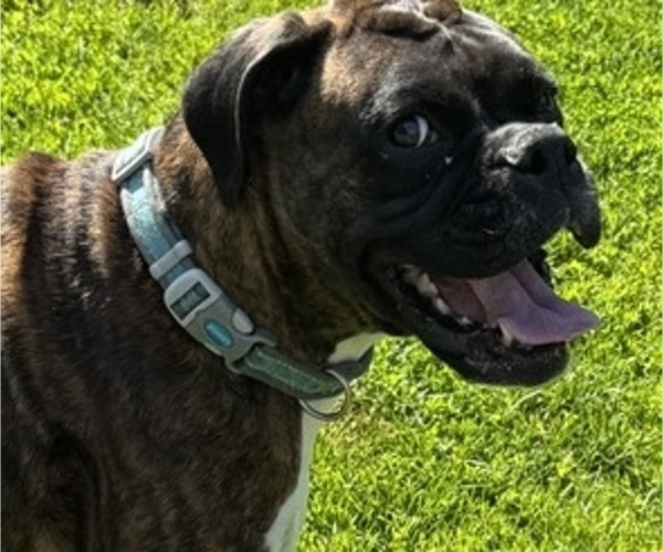 Medium Photo #4 Boxer Breeder Profile in LANSING, MI, USA