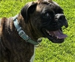 Small Photo #4 Boxer Breeder Profile in LANSING, MI, USA
