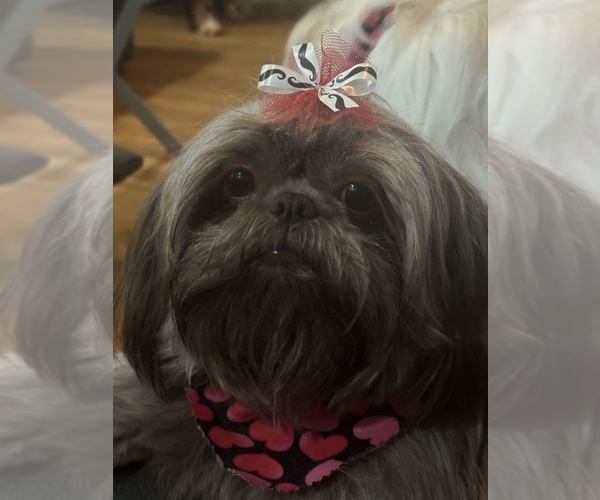 Medium Photo #1 Shih Tzu Breeder Profile in HENDERSONVILLE, TN, USA