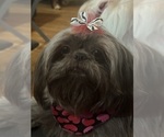 Small Photo #2 Shih Tzu Breeder Profile in HENDERSONVILLE, TN, USA