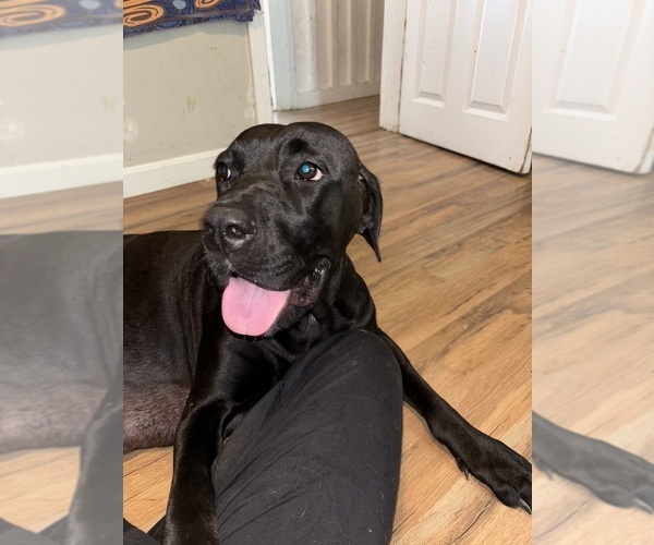 Medium Photo #5 Cane Corso-Great Dane Mix Breeder Profile in BROOKFIELD, MA, USA