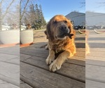 Small Photo #5 Golden Retriever Breeder Profile in ROCHESTER, MN, USA