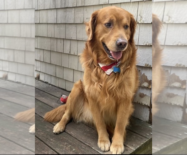 Medium Photo #2 Golden Retriever Breeder Profile in CRANSTON, RI, USA