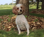 Small Photo #1 Cavapoo Breeder Profile in THORP, WI, USA