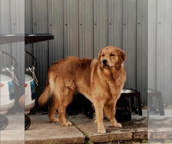 Medium Photo #1 English Cream Golden Retriever Breeder Profile in DEERFIELD BEACH, FL, USA