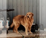 Small Photo #1 English Cream Golden Retriever Breeder Profile in DEERFIELD BEACH, FL, USA