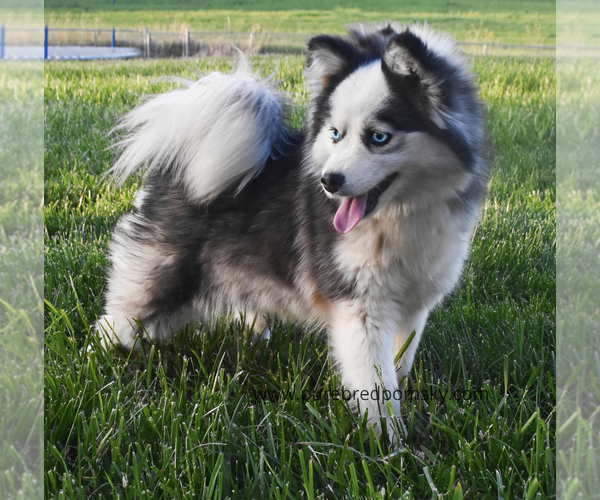 Medium Photo #1 Pomsky Breeder Profile in KANSAS CITY, MO, USA