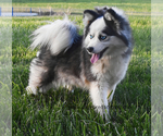 Small Photo #2 Pomsky Breeder Profile in KANSAS CITY, MO, USA