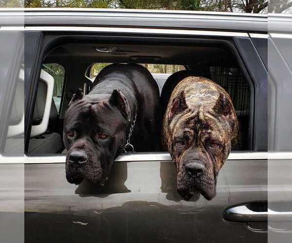 Medium Photo #17 Cane Corso Breeder Profile in BEAVERDAM, VA, USA
