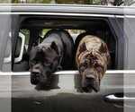 Small Photo #17 Cane Corso Breeder Profile in BEAVERDAM, VA, USA