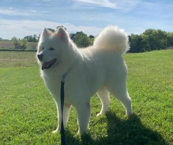 Medium Photo #1 Samoyed Breeder Profile in THORP, WI, USA