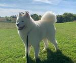 Small Photo #1 Samoyed Breeder Profile in THORP, WI, USA