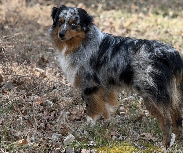 Medium Photo #2 Australian Shepherd Breeder Profile in CHRISTIANA, TN, USA