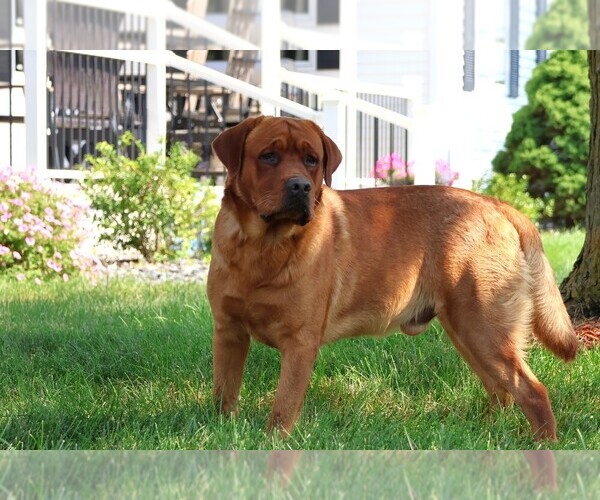 Medium Photo #1 Labrador Retriever Breeder Profile in SYRACUSE, IN, USA