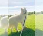 Small Photo #2 Samoyed Breeder Profile in THORP, WI, USA