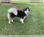 Small Photo #11 Pomsky Breeder Profile in VENUS, PA, USA