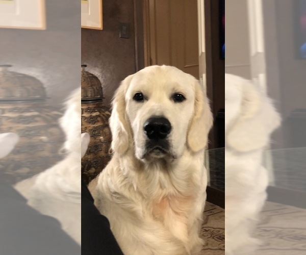 Medium Photo #3 English Cream Golden Retriever Breeder Profile in MEDFORD TOWNSHIP, NJ, USA