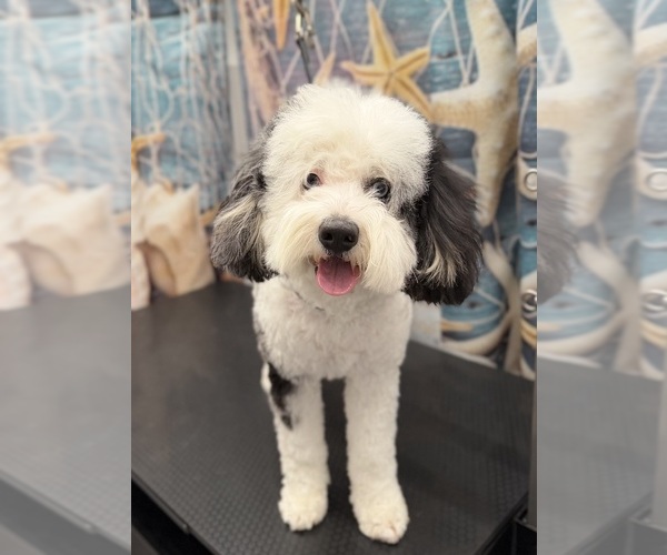 Medium Photo #1 Bernedoodle (Miniature) (+ Poodle Miniature) Breeder Profile in BREA, CA, USA