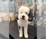 Small Photo #1 Bernedoodle (Miniature) (+ Poodle Miniature) Breeder Profile in BREA, CA, USA