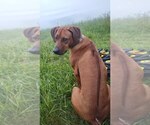 Small Photo #7 Rhodesian Ridgeback Breeder Profile in ONEIDA, TN, USA